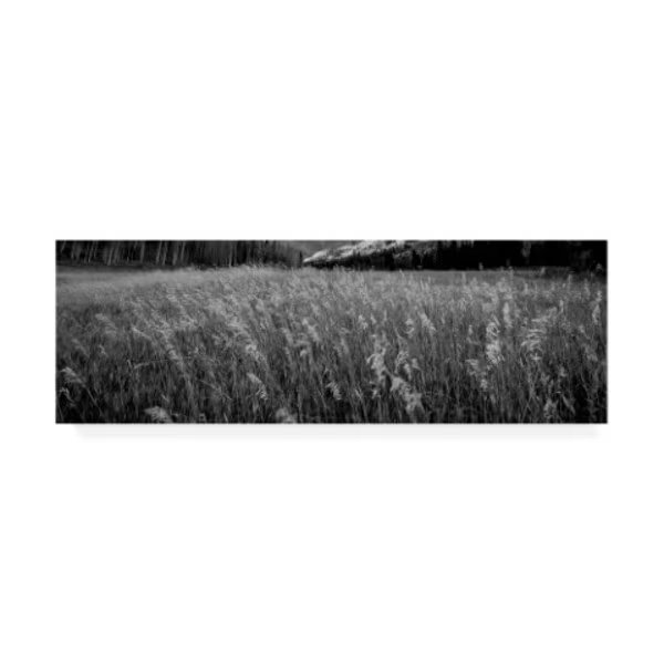 Dan Ballard 'Tall Grass 9' Canvas Art, 6x19, Trademark Fine Art, Mfr#: ALI45676-C619GG